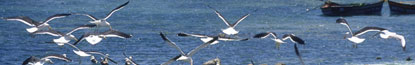 Plettenberg Bay Birds of Eden