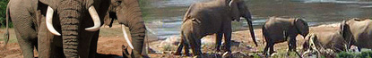 Garden Route Elephant Back Safaris