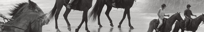 Horse Riding along the Garden Route